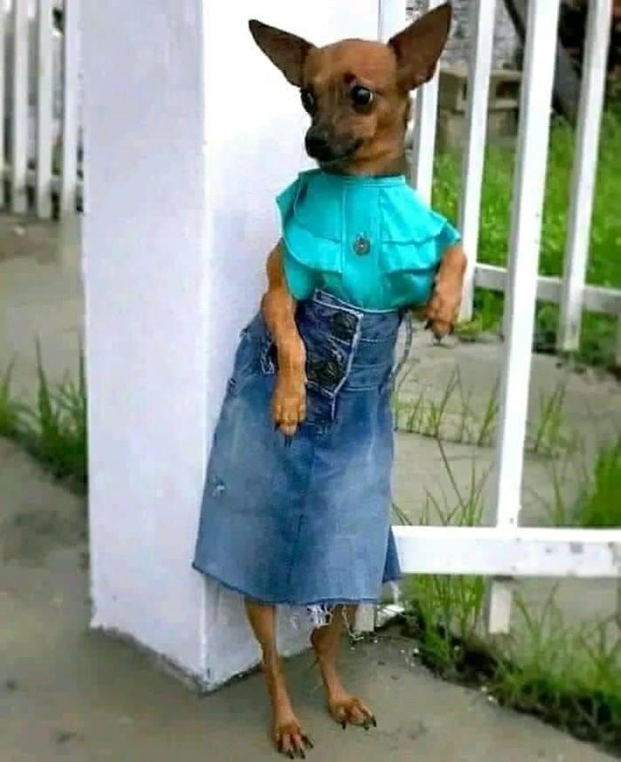 Ảnh meme chó bựa lầy lội coi mệt