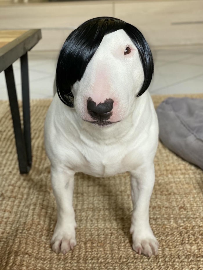 Ảnh meme chó bựa mặn mòi