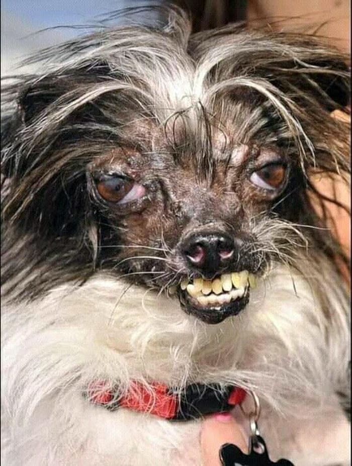 Ảnh meme chó bựa vô tri khó đỡ