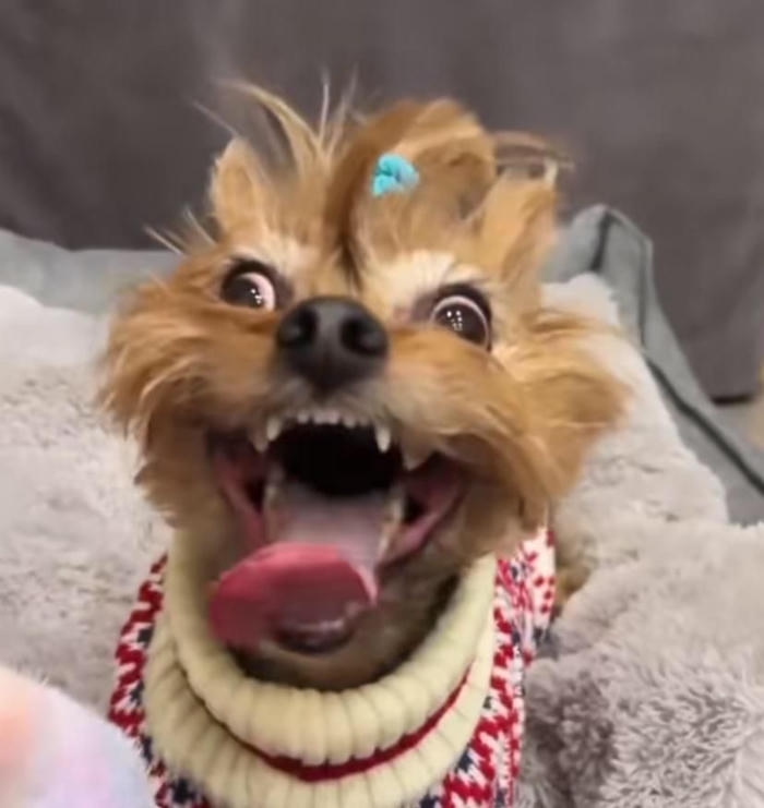 Ảnh meme chó bựa vô tri nhìn cười