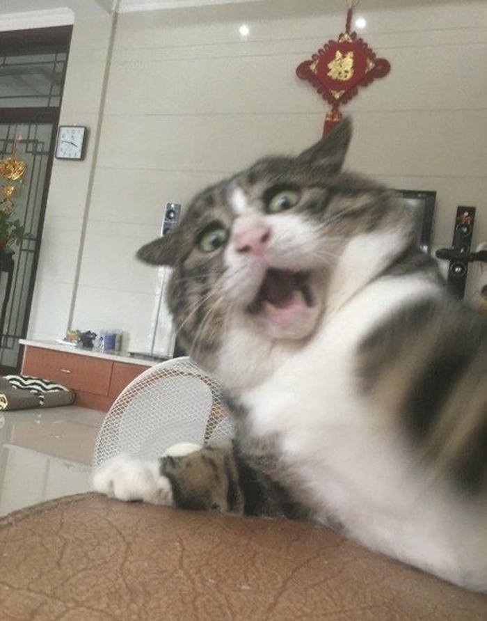 Ảnh meme hốt hoảng cực kỳ hoang mang