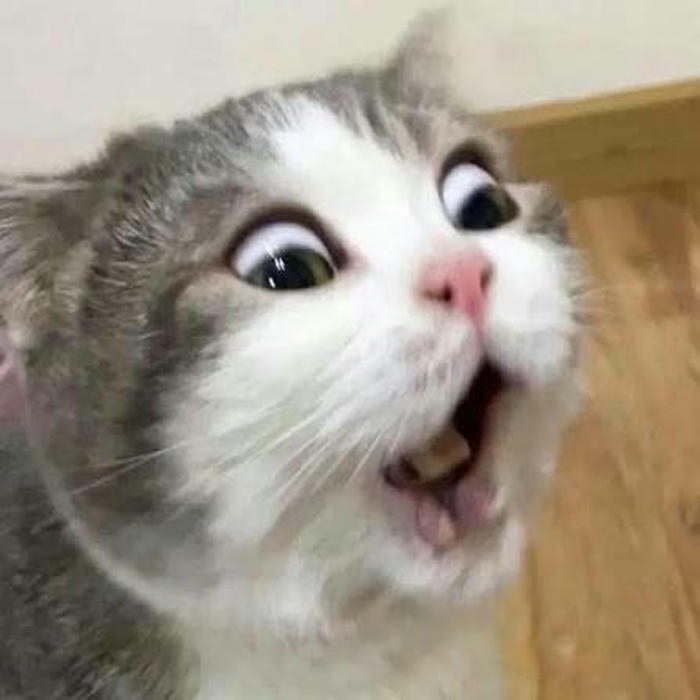 Ảnh mèo meme hốt hoảng biểu cảm khó đỡ