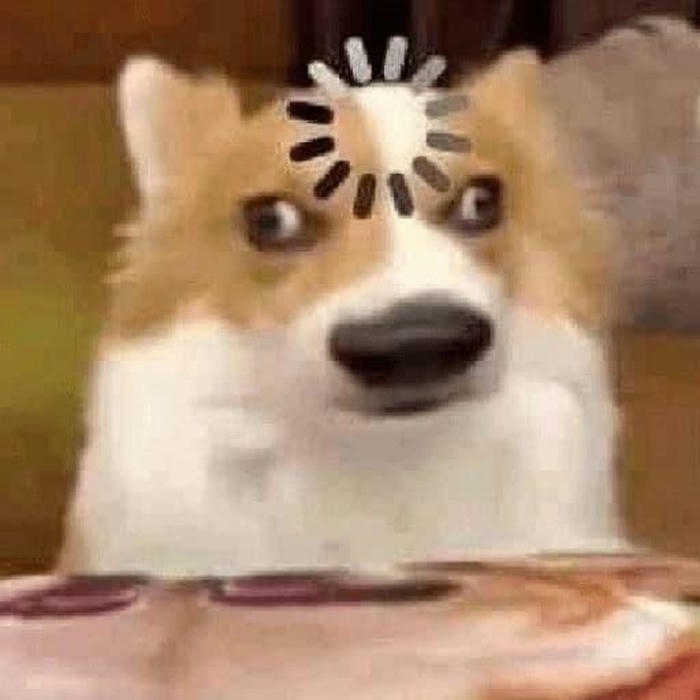 Hình ảnh chó bựa meme vô tri