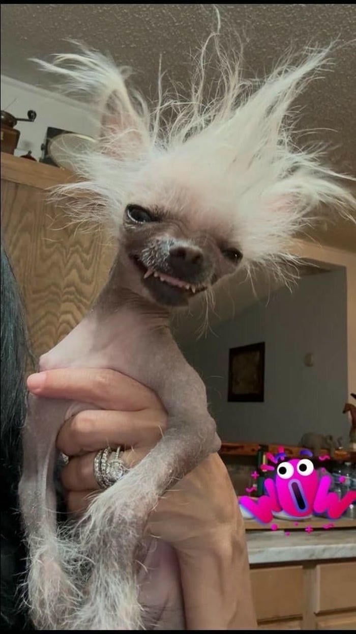 Hình ảnh chó meme hài hước