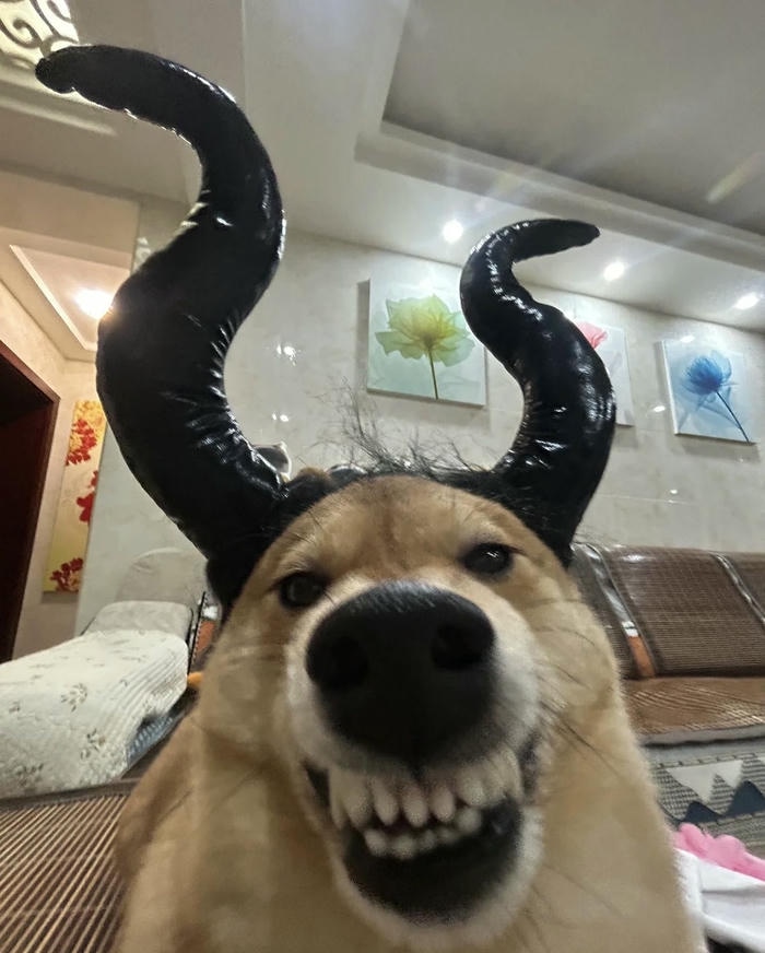 Hình ảnh meme chó bựa hài hước khó đỡ