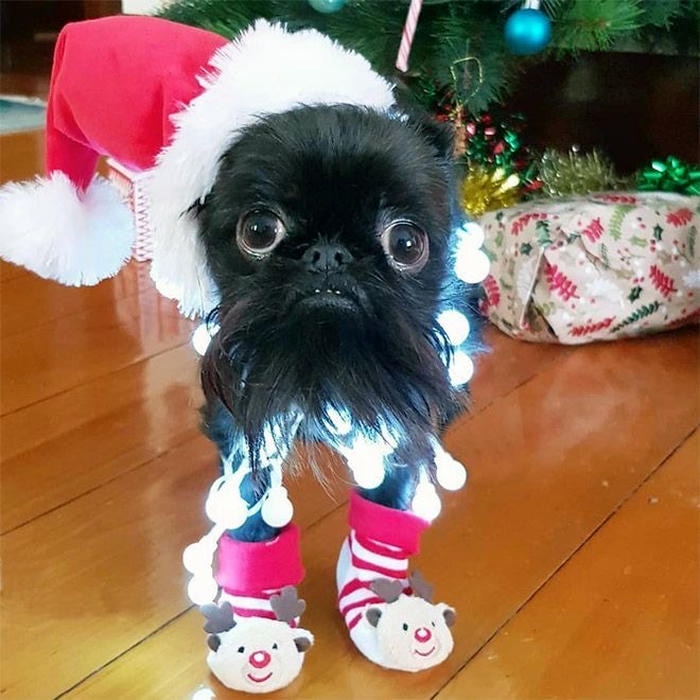 Hình ảnh meme chó bựa hài hước lầy