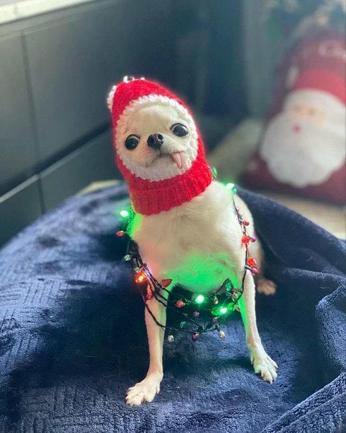 Hình ảnh meme chó bựa khó đỡ