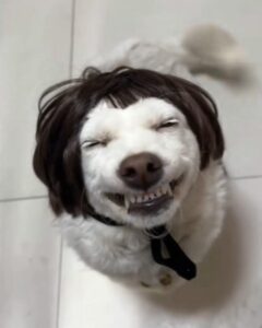 Hình ảnh meme chó bựa nhìn mắc cười