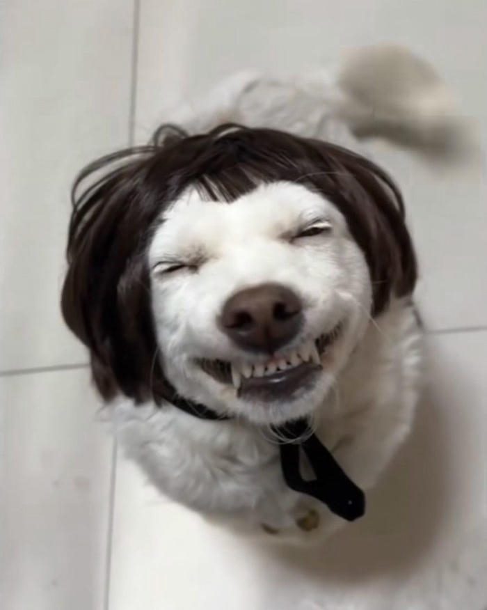 Hình ảnh meme chó bựa nhìn mắc cười