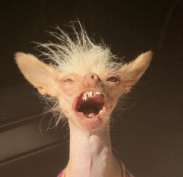 Hình ảnh meme chó bựa vô tri