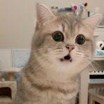 Hình ảnh meme hốt hoảng phản ứng cực mạnh