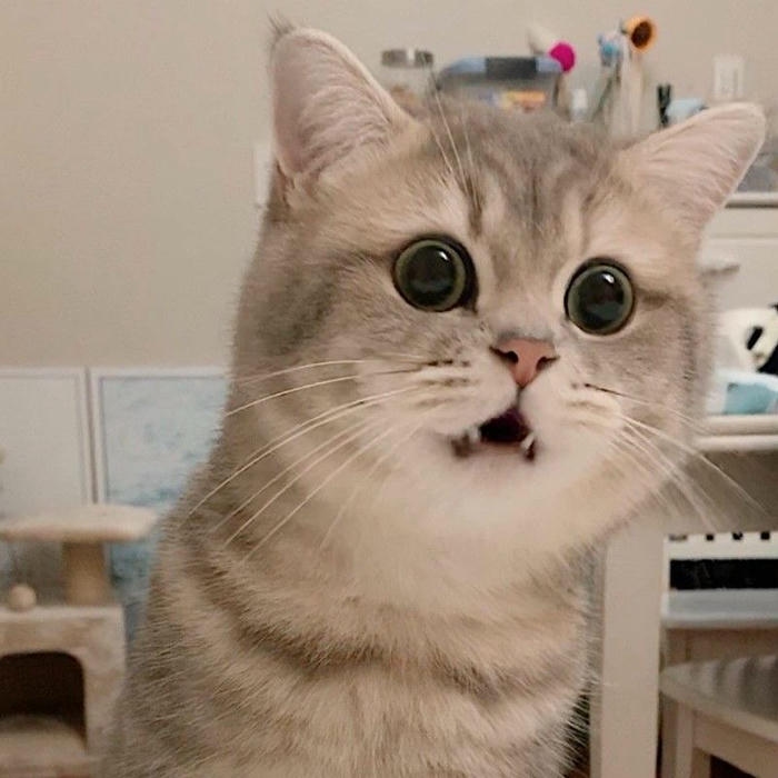 Hình ảnh meme hốt hoảng phản ứng cực mạnh