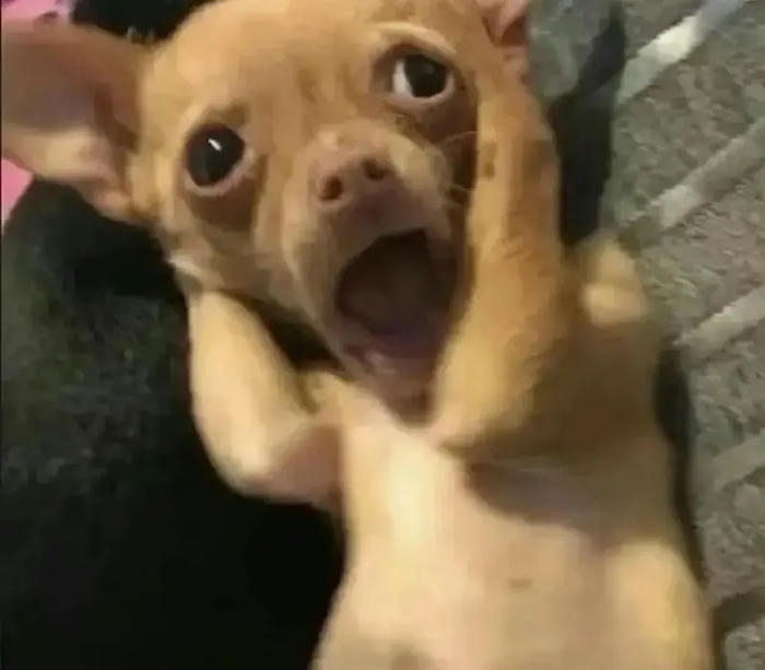 Hình ảnh meme hốt hoảng phản ứng gắt