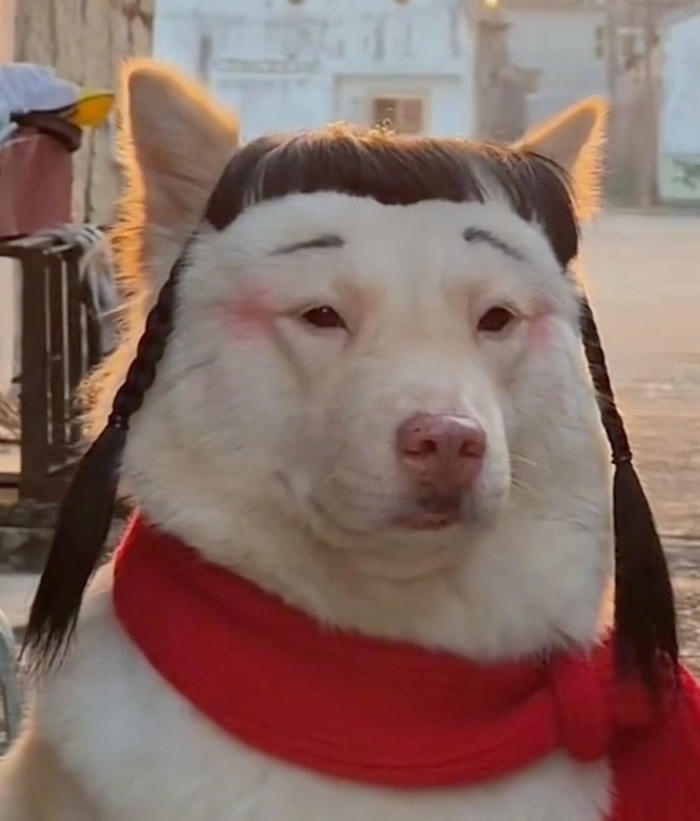 Hình chế meme chó bựa coi cạn lời