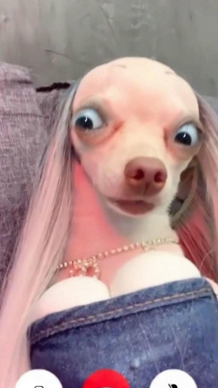 Hình chế meme chó bựa lố nặng khó đỡ