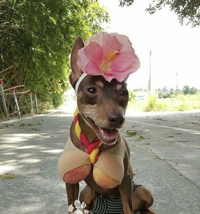 Hình chế meme chó bựa mặn mòi