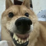 Hình meme bựa hài hước