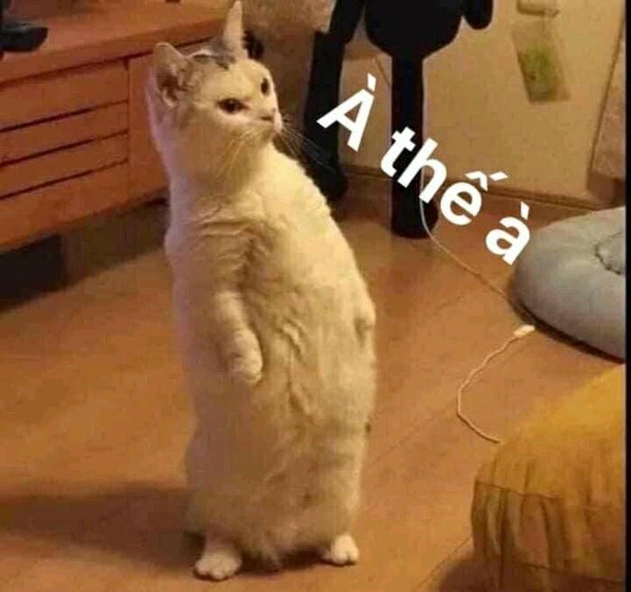 Hình meme bựa nhìn là hết cứu