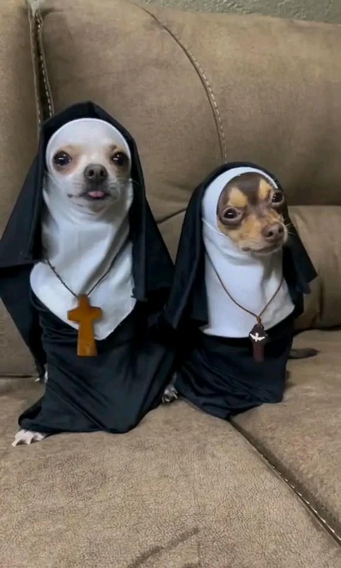 Hình meme chó bựa lầy lội vô tri