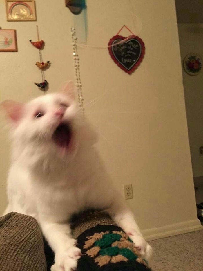 Hình meme hốt hoảng nhìn muốn la