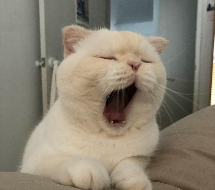 Hình meme mới ngủ dậy chưa vào trạng thái