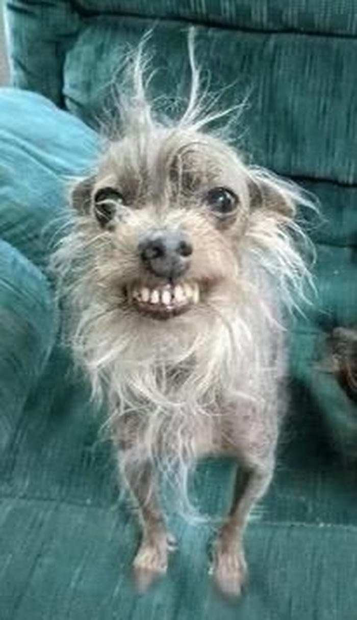 Meme chó bựa hài hước coi muốn xỉu