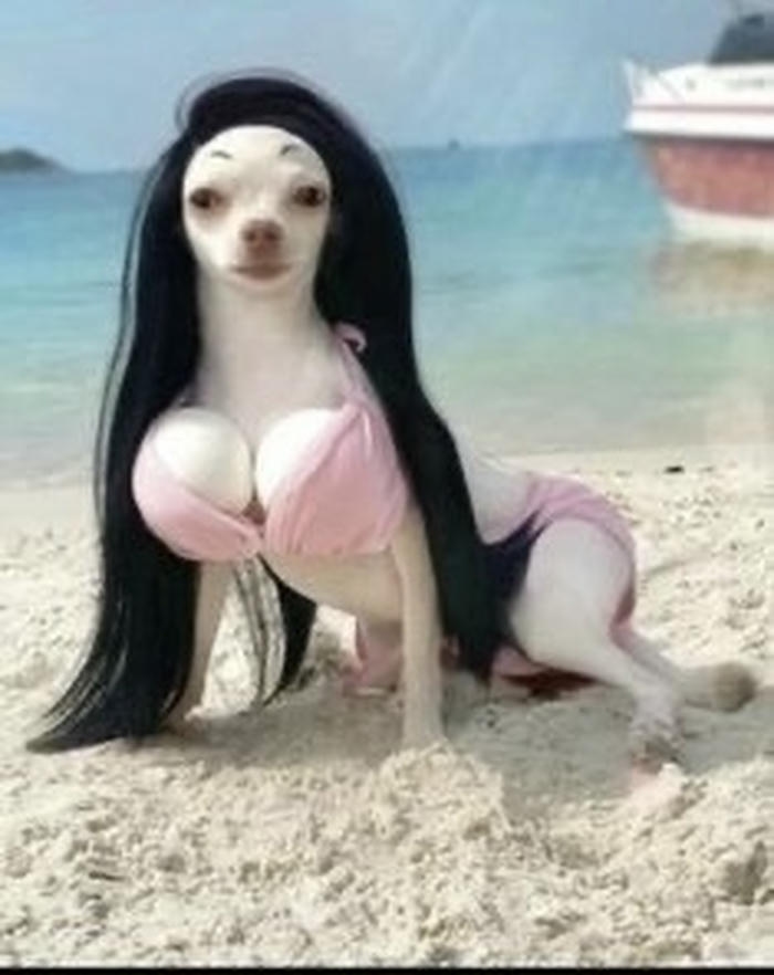 Meme chó bựa lầy lội coi là cạn lời