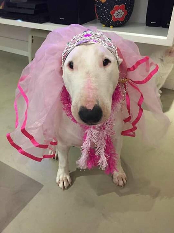 Meme chó bựa lố nặng nhìn mắc cười