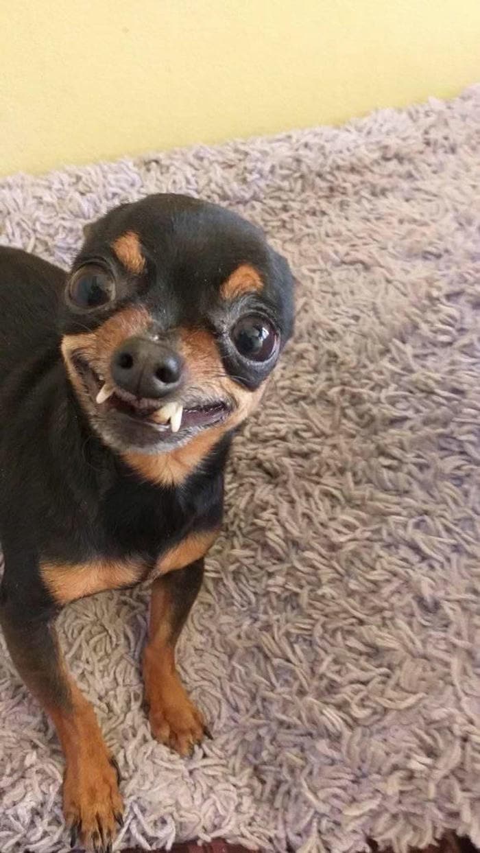 Meme chó bựa mặn mòi coi cạn lời