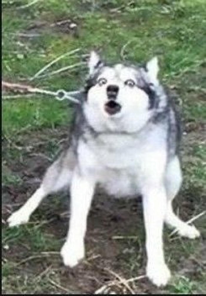 Meme chó bựa nhìn là thấy cười mệt liền