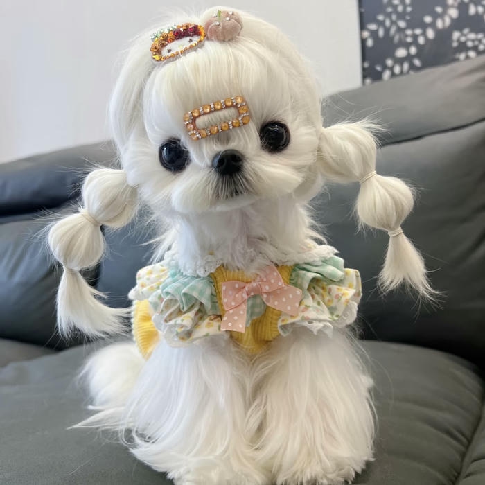 ảnh avatar con chó kẹp tóc dễ thương