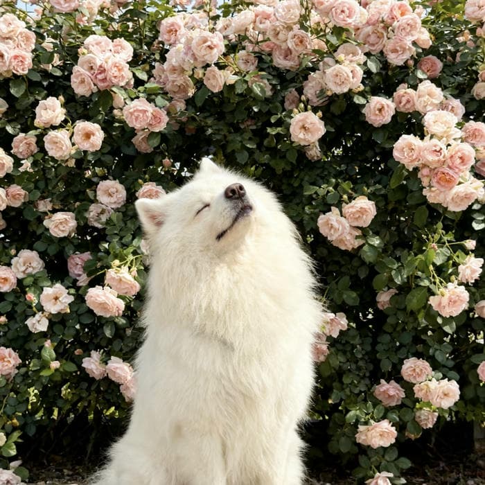 ảnh avatar con chó lông mượt trông rất sạch sẽ