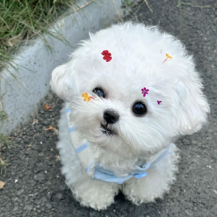 ảnh avatar con chó lông xù trông siêu ngộ nghĩnh