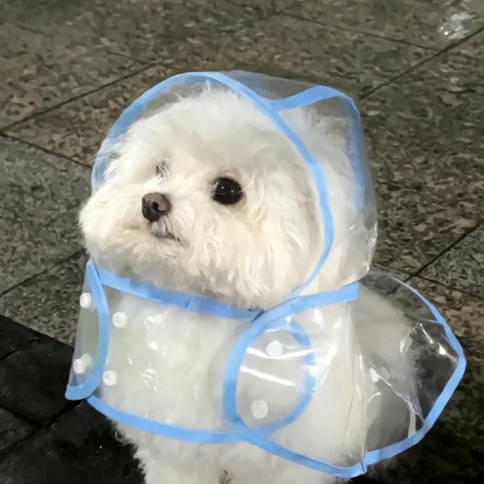 ảnh avatar con chó mặc áo mưa dễ thương