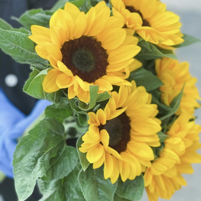 ảnh avatar hoa hướng dương cánh vàng đẹp