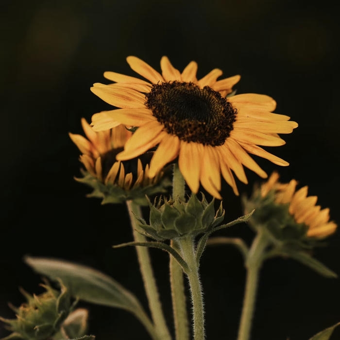 ảnh avatar hoa hướng dương đẹp với nền tối