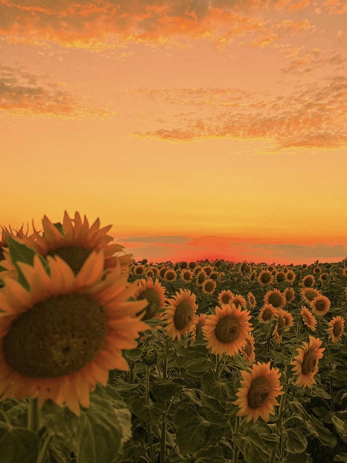 ảnh avatar hoa hướng dương đón hoàng hôn chiều
