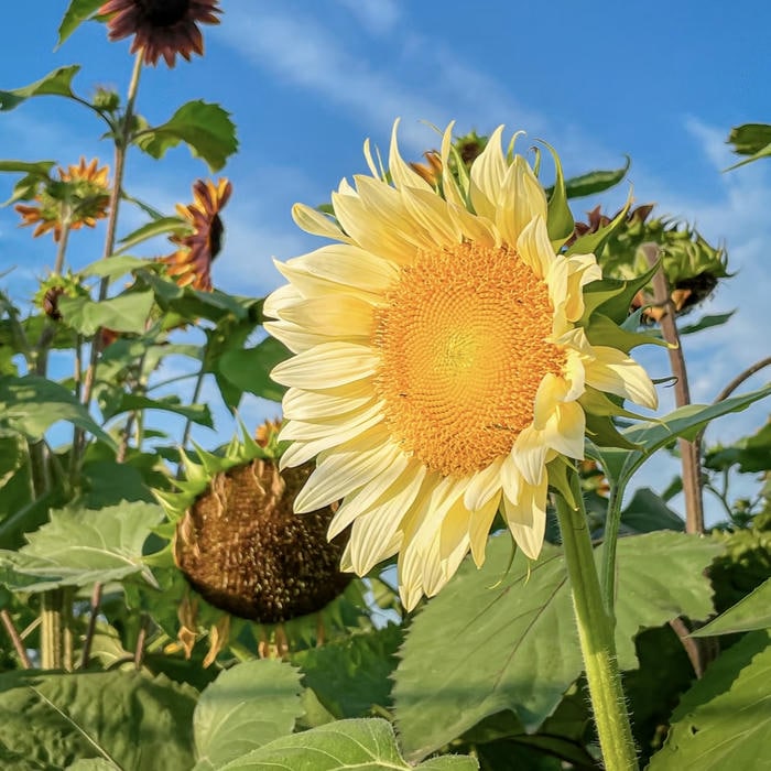 ảnh avatar hoa hướng dương phối nền xanh trời tươi