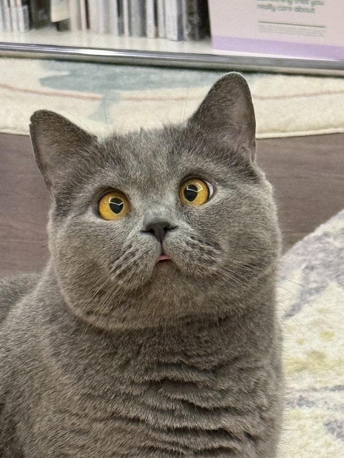 ảnh avatar mèo vô tri làm mắt lé