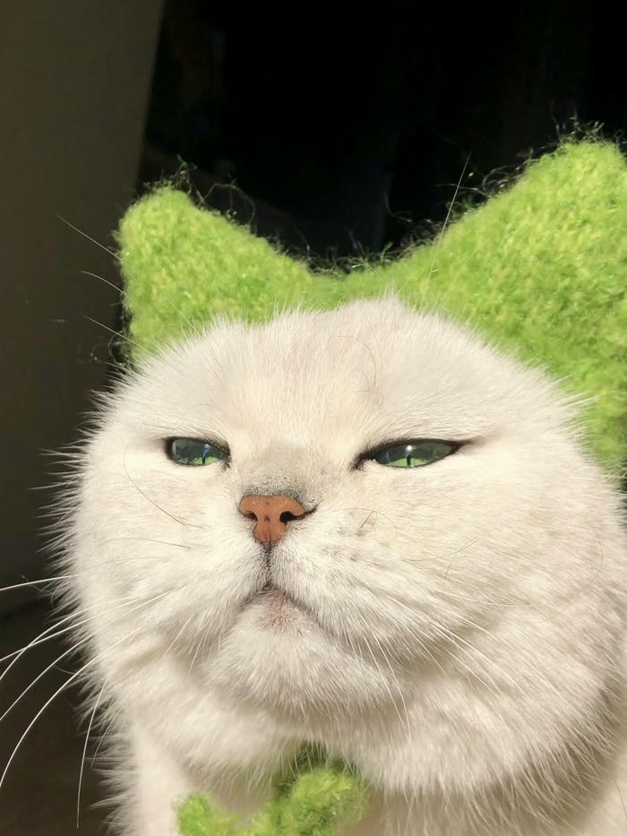 ảnh avatar mèo vô tri mang vẻ bất cần