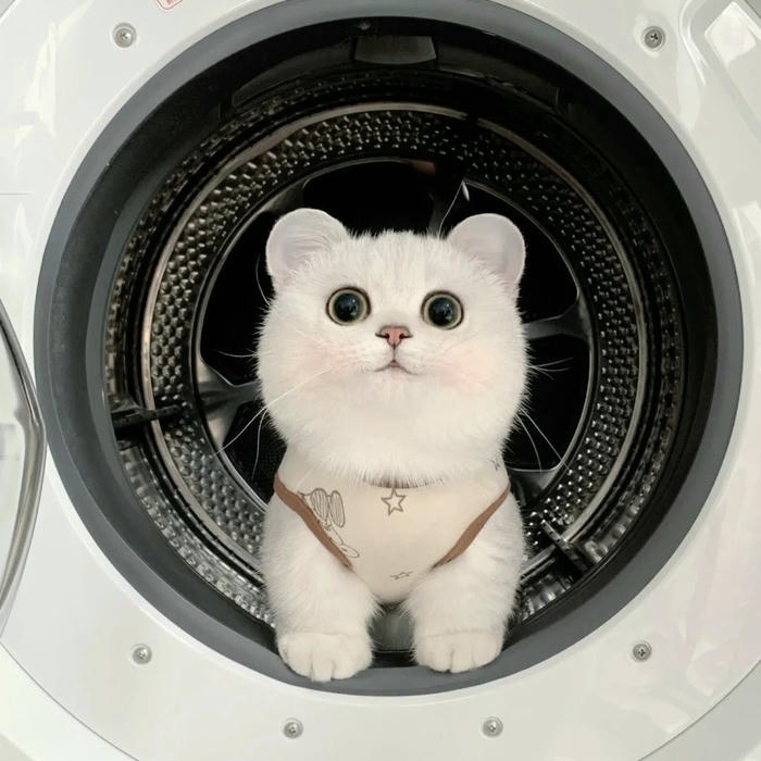 ảnh avatar mèo vô tri trong máy giặt