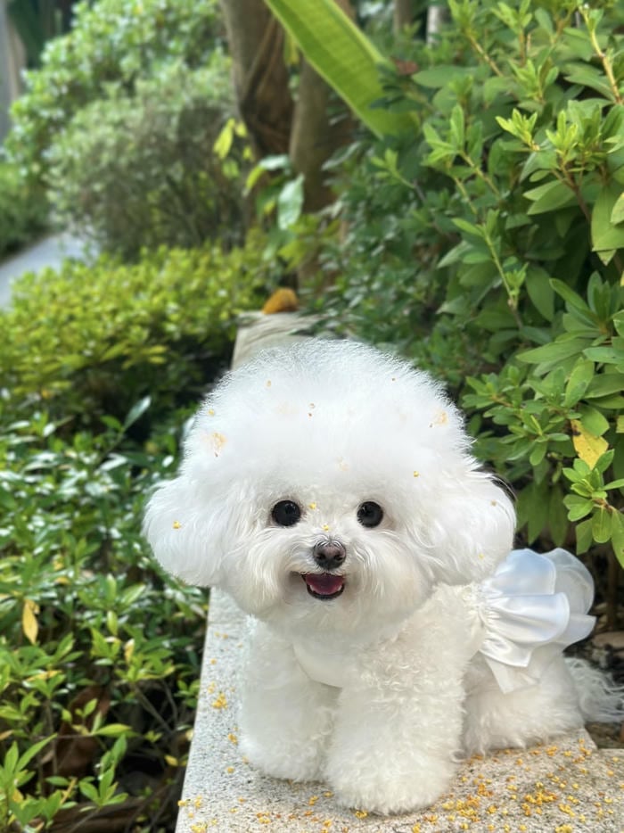 ảnh đại diện con chó biểu cảm ngộ nghĩnh đáng yêu