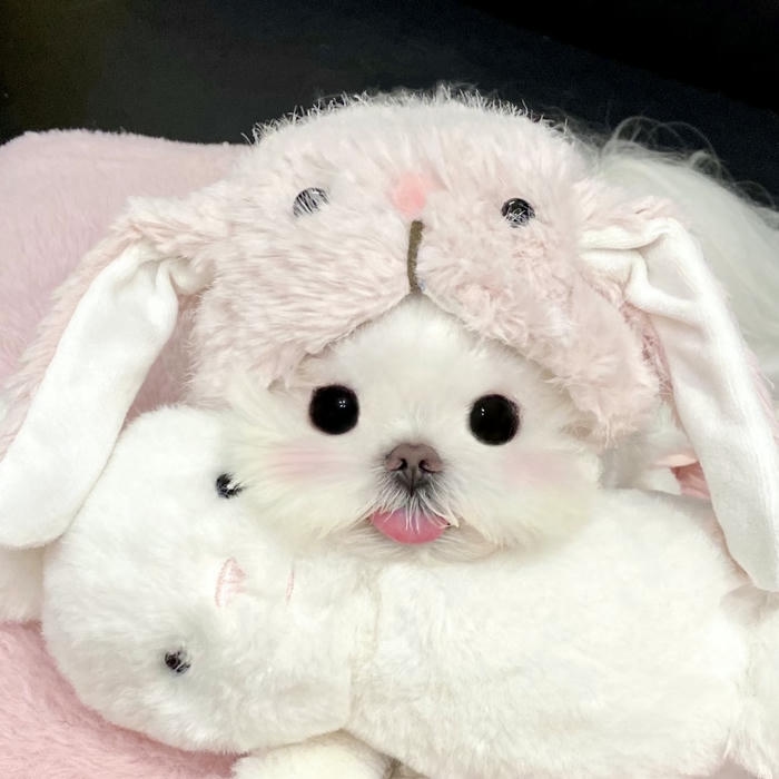 ảnh đại diện con chó bông siêu mềm đáng yêu