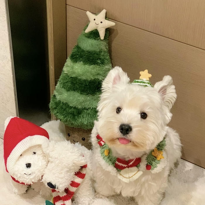 ảnh đại diện con chó chụp với cây thông