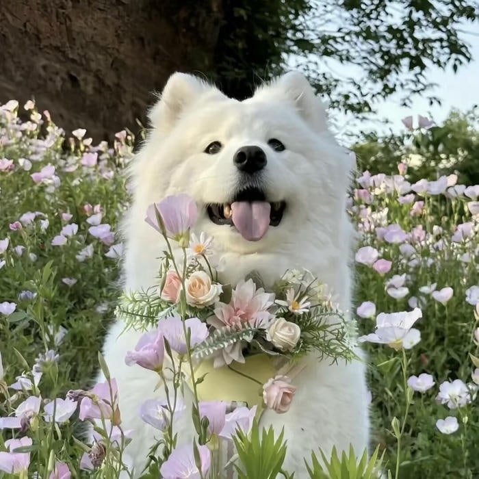 ảnh đại diện con chó cười toe trông thật vui vẻ