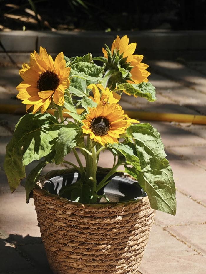 ảnh đại diện đầy nắng cùng hoa hướng dương