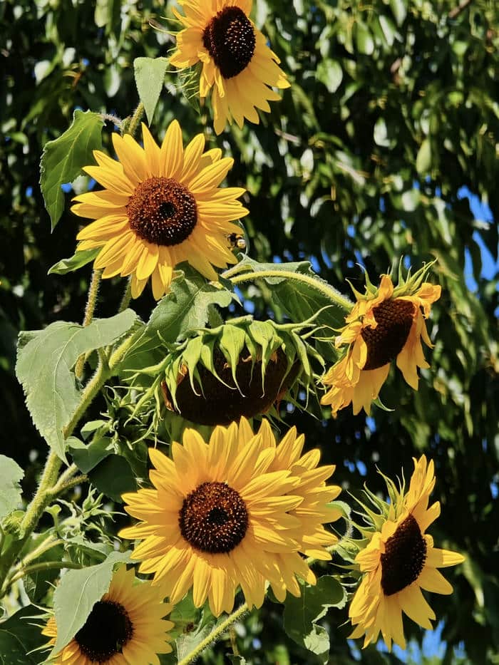 ảnh đại diện hoa hướng dương mang vẻ đẹp dịu dàng