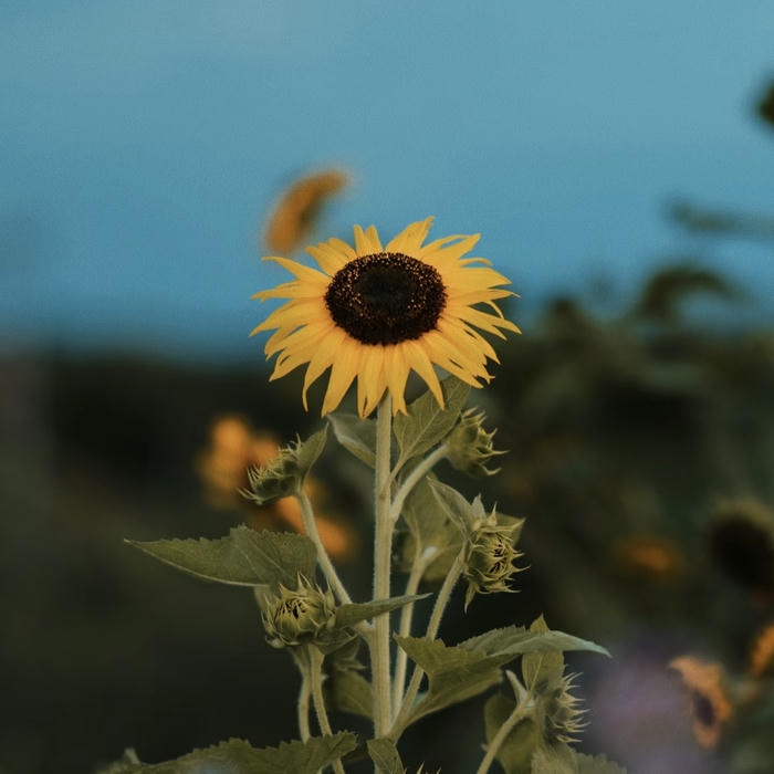 ảnh đại diện hoa hướng dương sắc vàng tự nhiên