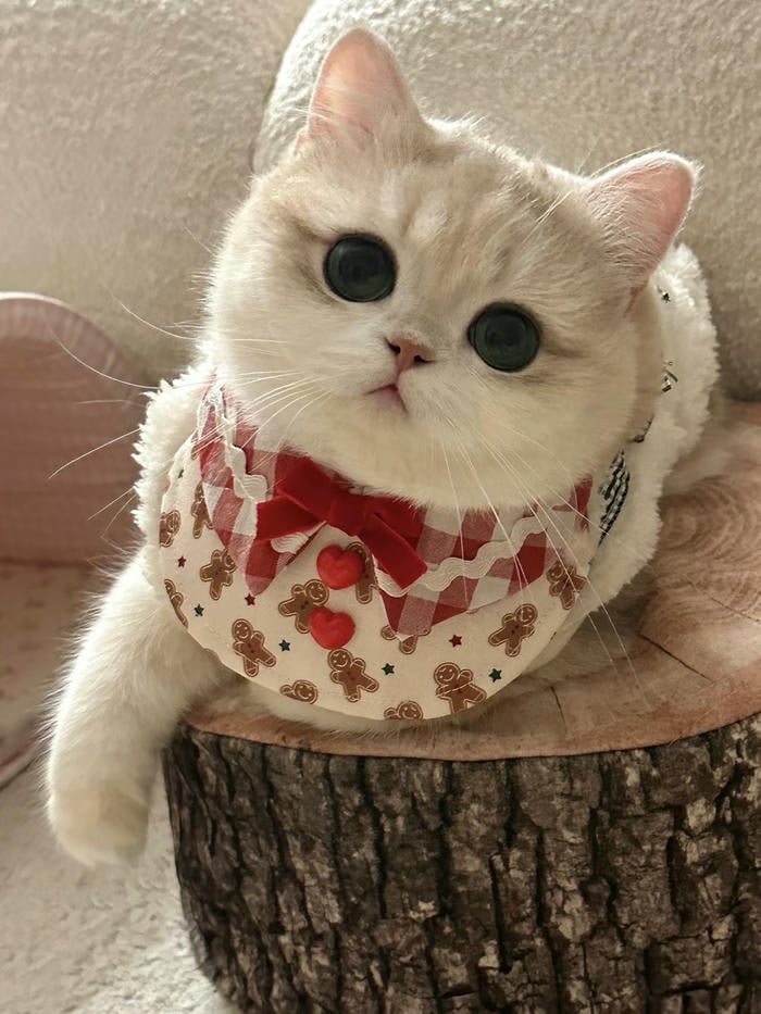 ảnh đại diện mèo vô tri mặt đơ hài hước