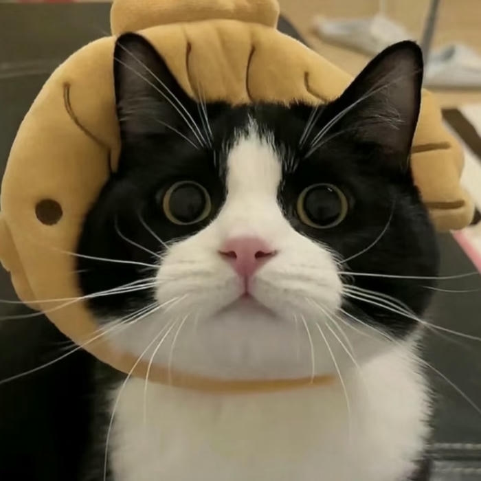 ảnh đại diện mèo vô tri ngáo ngơ